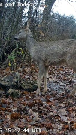 Косули,кто там??? #nature #wildlife #trailcamfootage #дикаяприрода #trailcamera #birds #animals