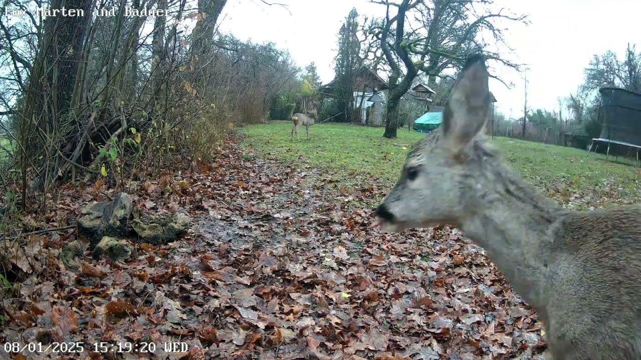 Дождь,косули...