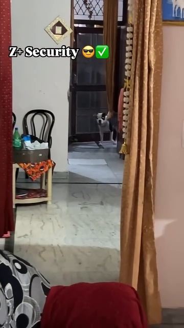 Gabbar👺 Best Guard Dog !!✅😎 смотреть онлайн