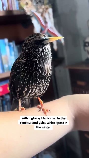 European Starling Ranking! #wildlife #animals #bird #starling смотреть онлайн