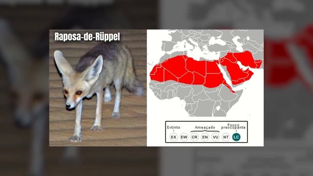 ORIGEM e EVOLUÇÃO dos CÃES, LOBOS e RAPOSAS (Canídeos) смотреть онлайн
