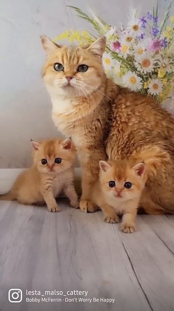 котосемья .Шотландские котята