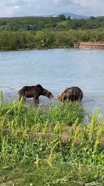 СХВАТКА МЕДВЕДЕЙ 🐻 смотреть онлайн