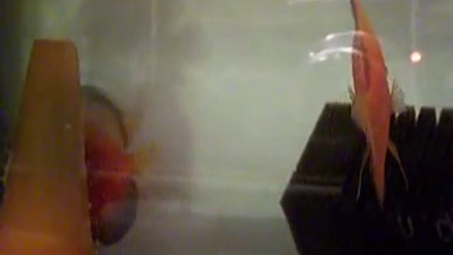 Dyskowce - Paletki RED WHITE DISCUS VITAL POLAND смотреть онлайн