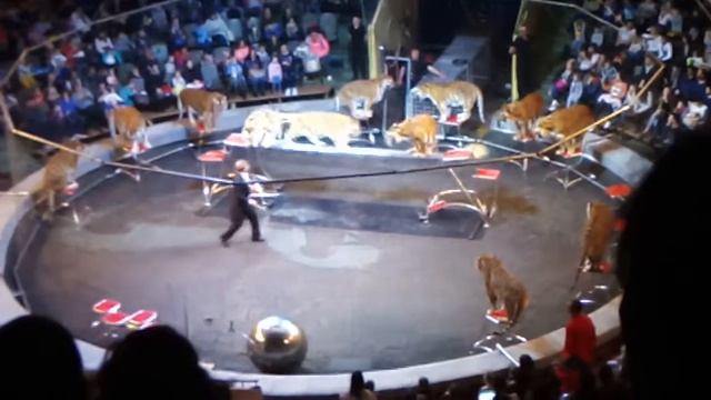 Тигры смотреть онлайн