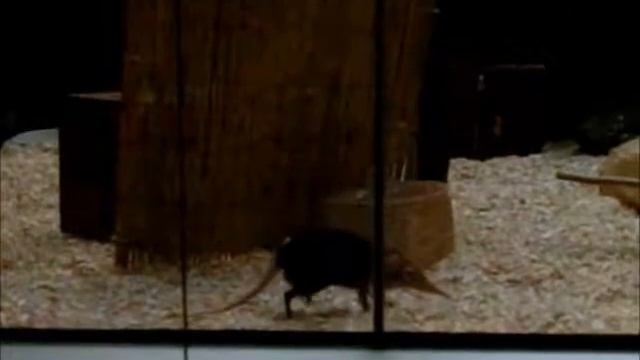 Giant Elephant Shrew Locomotion 1