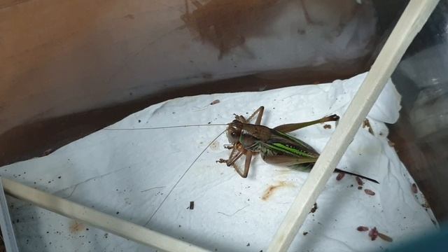 돼지여치 밀웜 사냥 Gampsocleis sedakovii hunts the Millworm смотреть онлайн