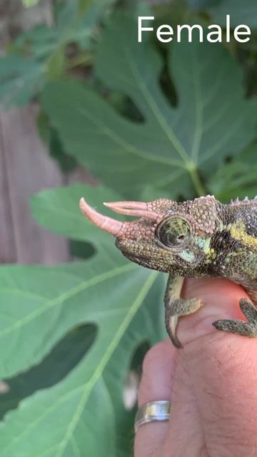 Machakos Hills Jackson's Chameleon Short Introduction смотреть онлайн