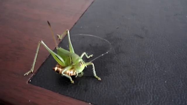 Guoguo eat worm смотреть онлайн