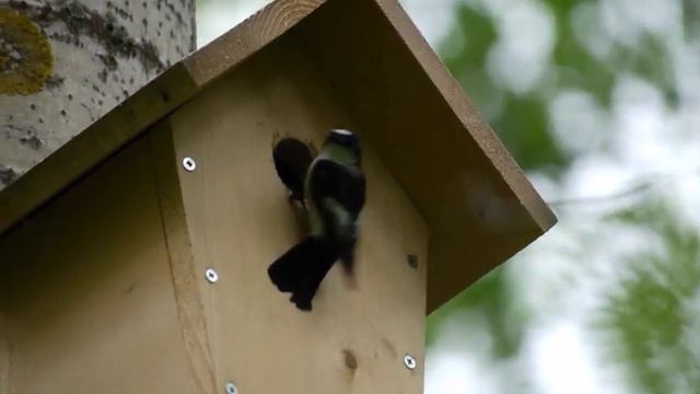 Мухоловка-пеструшка кормит птенцов. Часть 1. 19 июня 2024 г. смотреть онлайн