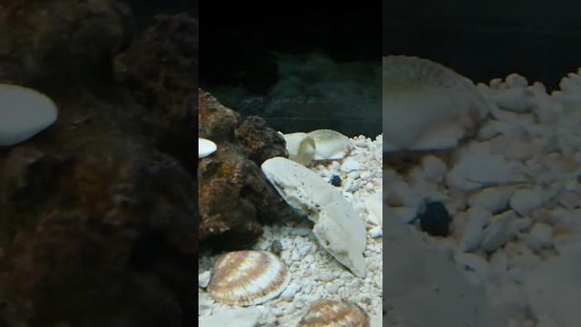 Saltwater the hermit crab is gone смотреть онлайн