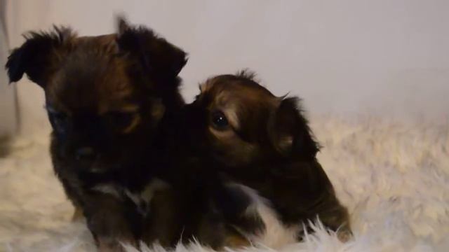 Два брата смотреть онлайн