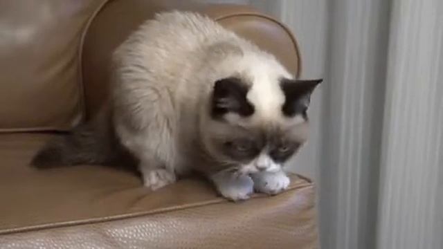 STORYBOARD Tard the Grumpy Cat смотреть онлайн