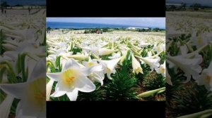 Посмотри, вблизи потока,
У прозрачных, чистых вод