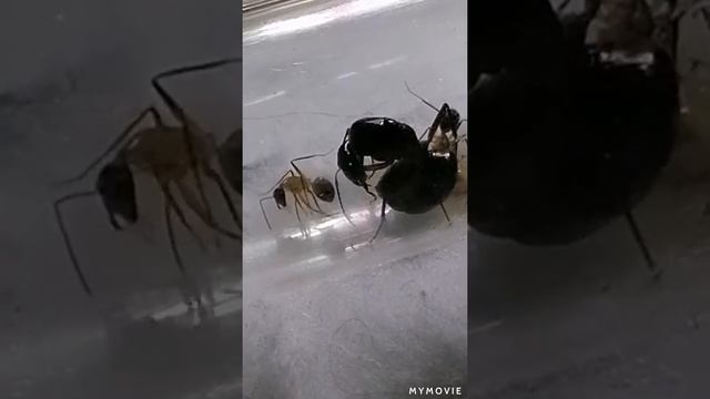 1) Camponotus fellah смотреть онлайн