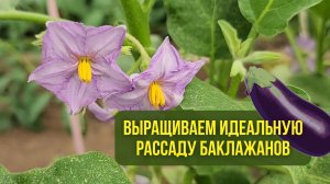 Выращиваем идеальную рассаду баклажанов