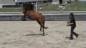 Marengo the best horse