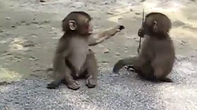 Baby Monkeys обезьянки смотреть онлайн