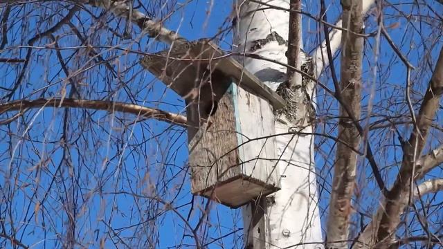 Скворечник 3 сек смотреть онлайн