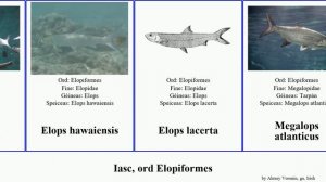 Iasc, ord Elopiformes fish affinis lacerta atlanticus Elops Megalops ga. Tarpán Pad Nineties Brian