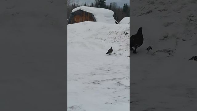 когда ты не идёшь на охоту то охота приходит к тебе. храбрый глухарь залетел в гости смотреть онлайн