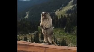 суслик кричит!!!...