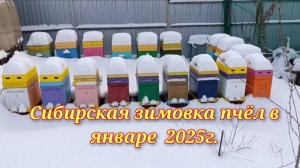 Сибирская зимовка пчёл на улице, январь 2025г.