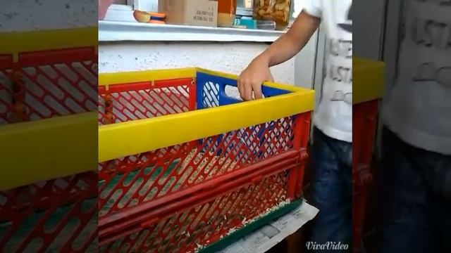 Шоу Тихона - уход за морской свинкой часть 1 смотреть онлайн