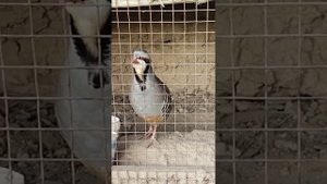 Красивый Голос КУРОПАТКИ || Chukar Partridge Male CALL|| MUHTEŞEM KEKLIK SESI #keklik#кабк#куропатк