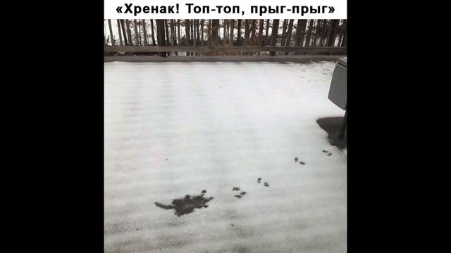 Приколы с котами и СМЕШНАЯ ОЗВУЧКА ЖИВОТНЫХ смешные мемы от DOMI SHOW смотреть онлайн