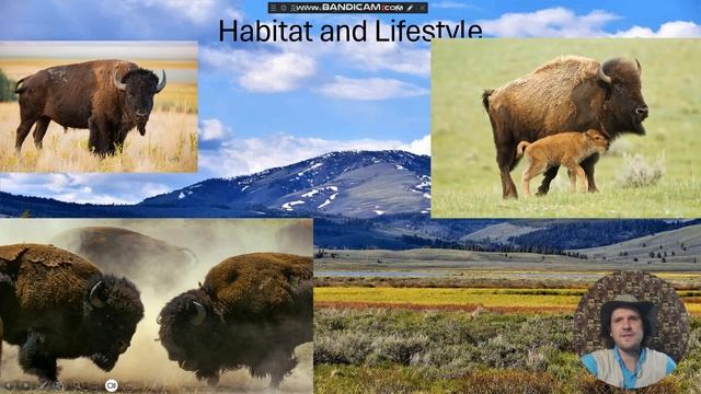 Safari Mack Explores North America: American Bison Part 1 смотреть онлайн