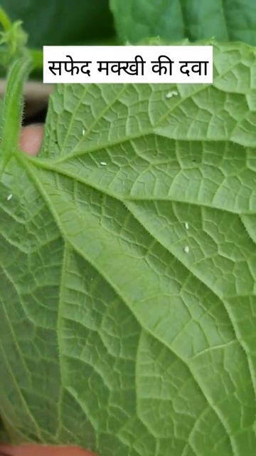 #whitefly #pest #pestcontrol #farming
