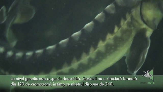 Nisetru (Acipenser guldenstaedtii) смотреть онлайн