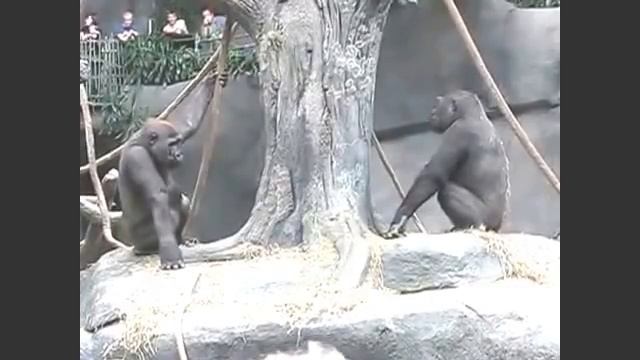 Приколы с обезьянами. Супер ржач смотреть онлайн