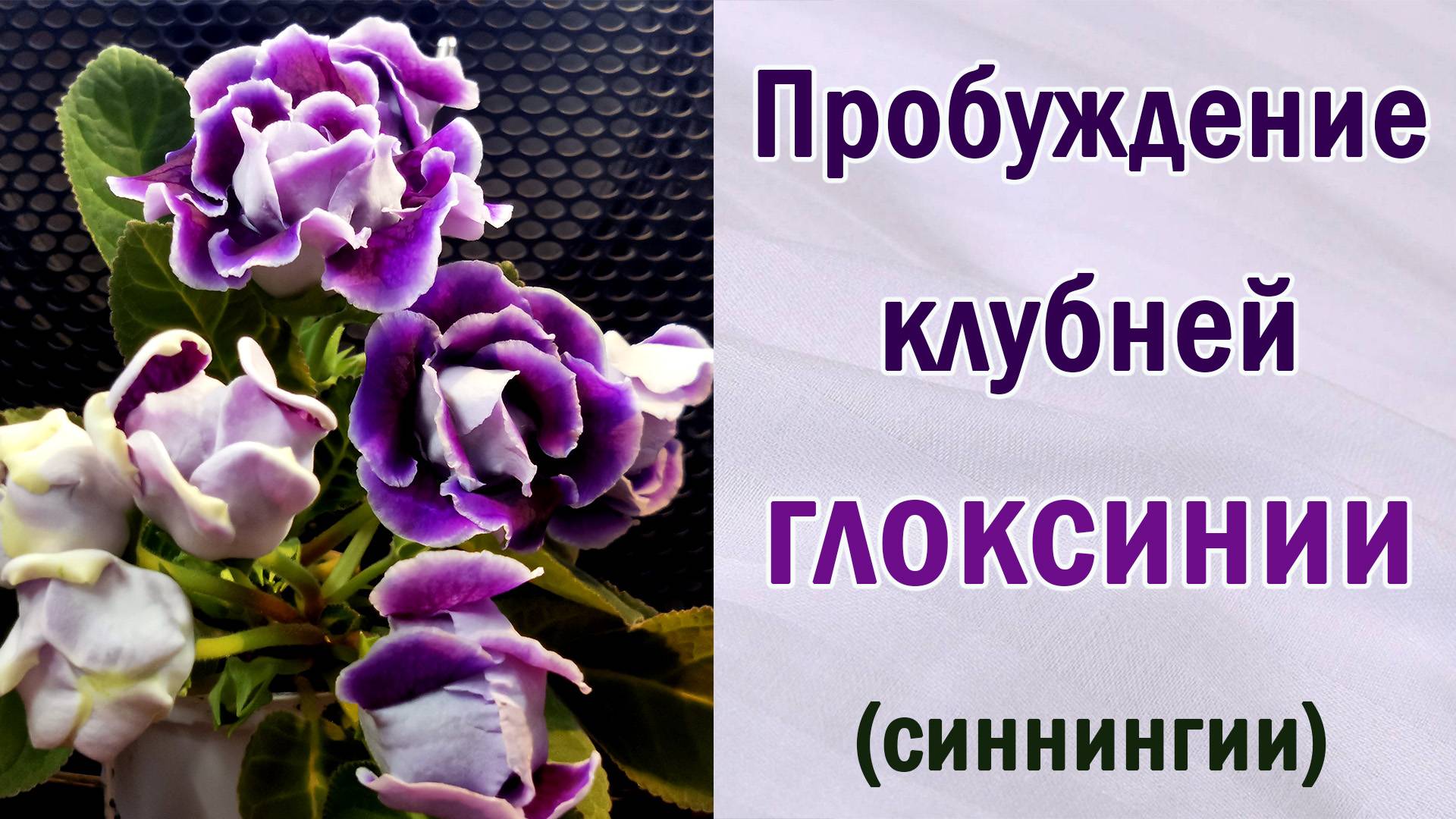 Не пропустите пробуждение клубней глоксинии (синнингии). Хранение. Обеззараживание субстрата.