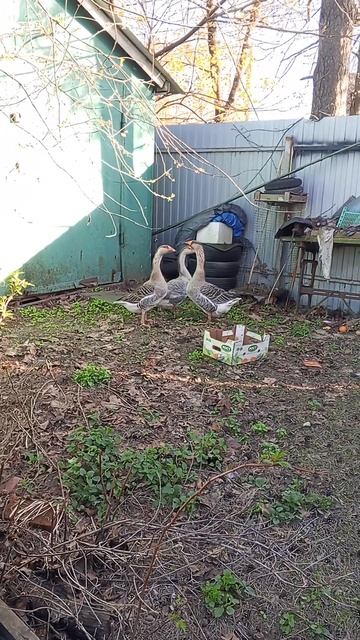 Гуси породы крупная серая. Семья гусей. смотреть онлайн