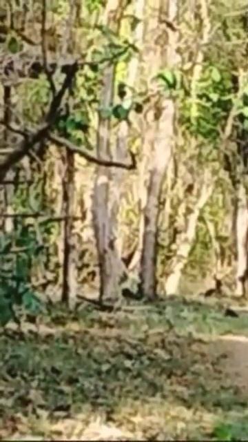 03/06/2023Today evening 12th Solth Bear Sitting #SolthBear смотреть онлайн