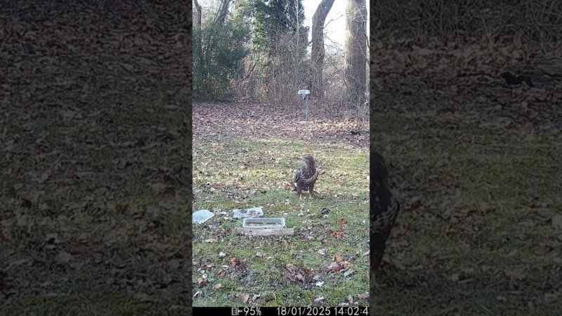 Нападение на ворон,орёл #wildlife #nature #deer #trailcamfootage #дикаяприрода #trailcamer #animals