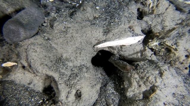 Crescent Gunnel Evicts Shrimp | Salish Sea Marine Wildlife смотреть онлайн