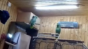 Попугай амазон. Parrot amazona mealy farinosa