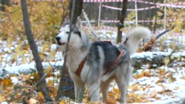 В Тольятти прошли гонки на собачьих упряжках смотреть онлайн