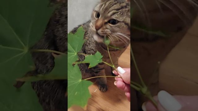 Травоядный#кот#Енот)) смотреть онлайн