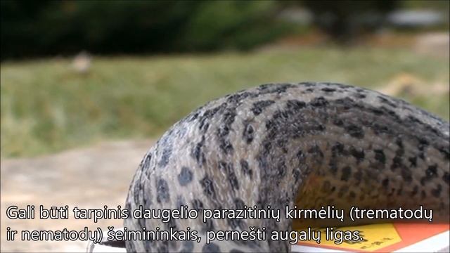 Didysis šliužas (Limax maximus) (LT subtitles) смотреть онлайн