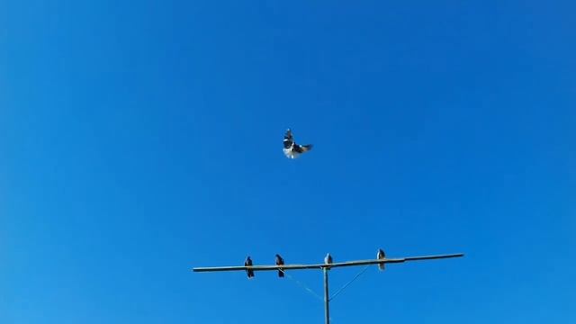 Николаевские голуби. Вечерние перелёты (Крым) смотреть онлайн