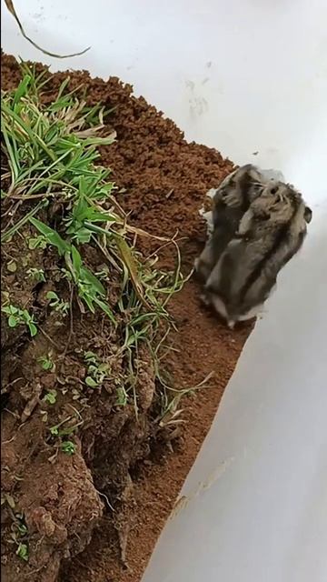 Look they are like with their new cage смотреть онлайн