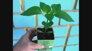 О выращивании рассады без пикировки