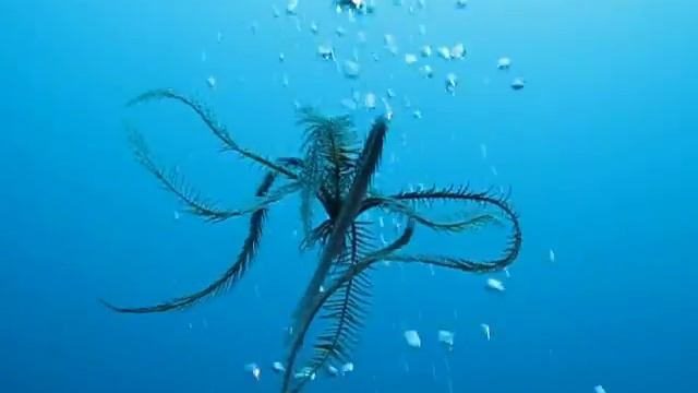 krinoeides "asterias" смотреть онлайн