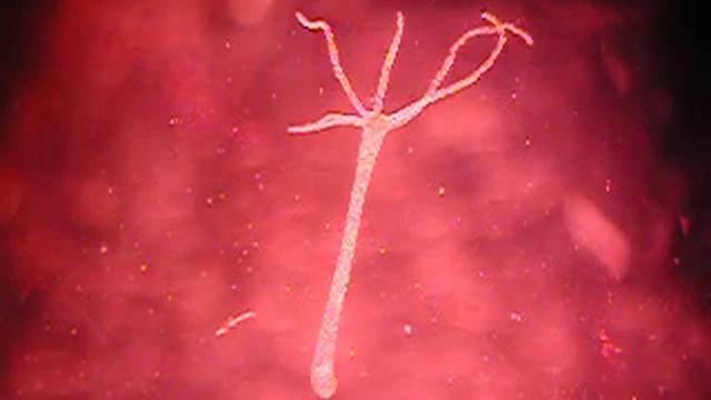 Cnidarios Hydra1 смотреть онлайн
