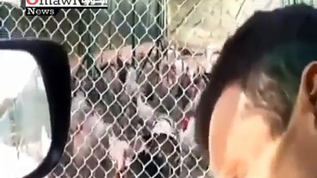 Они нашли общий язык смотреть онлайн