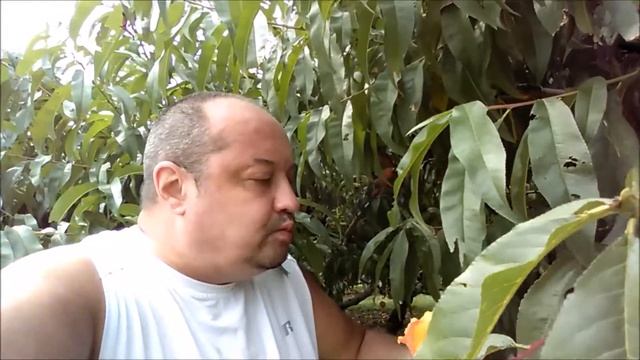 Америка-2017. На фему за персиками. Жизнь за городом.